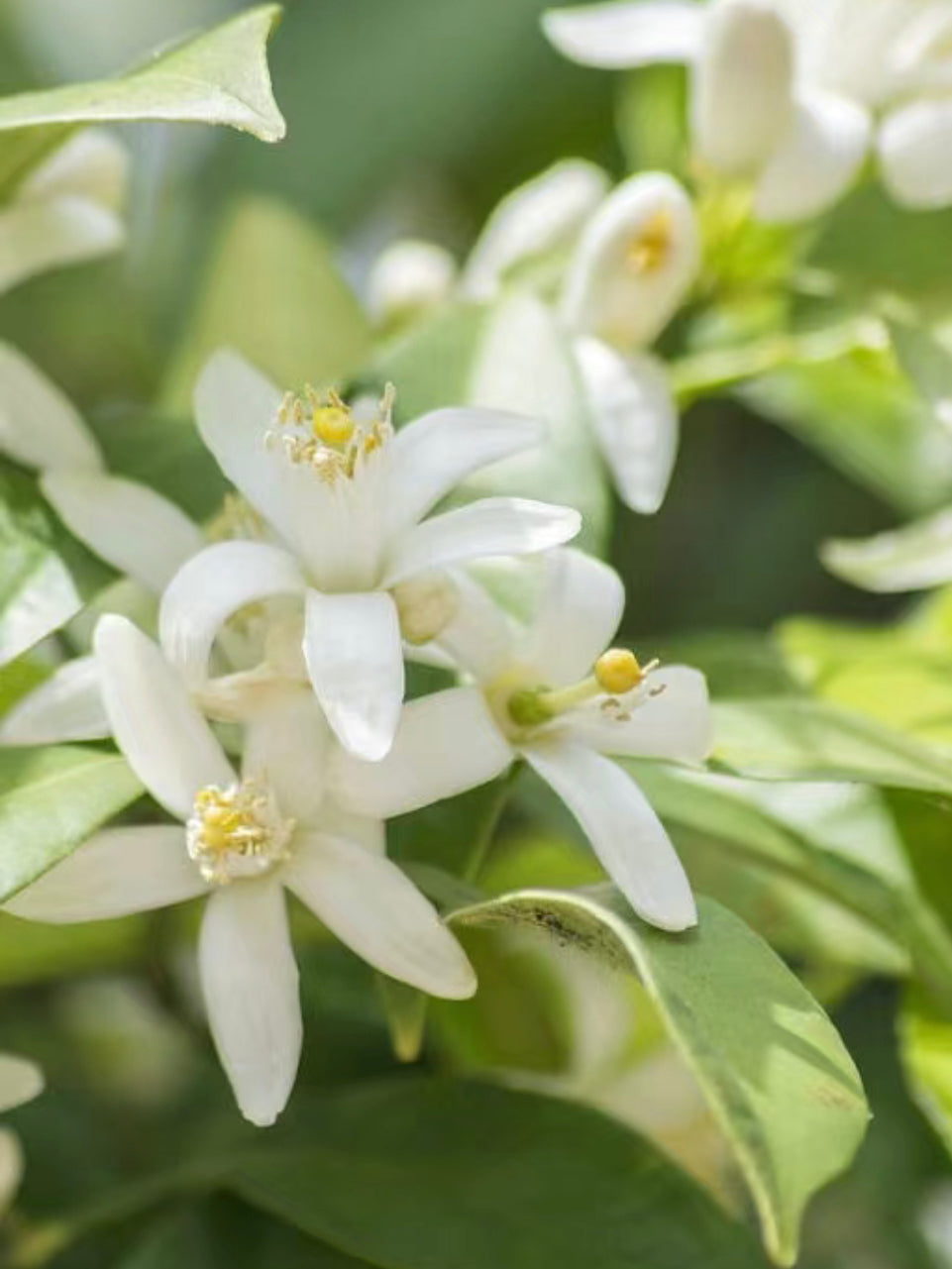 JoMalone |Orange Blossom |橙花